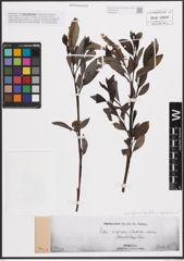 Foto von Salix glabra Scop. x Salix hastata L. x Salix nigricans Sm.